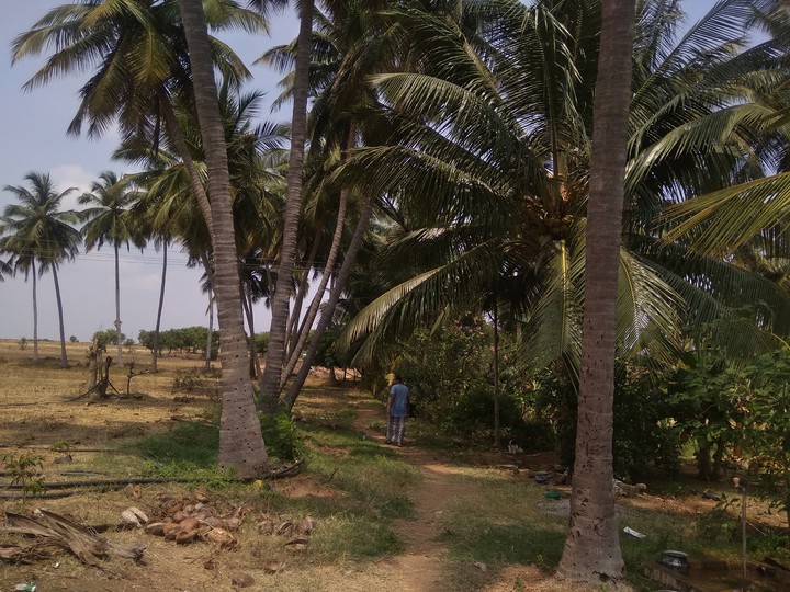 Coconut tree....