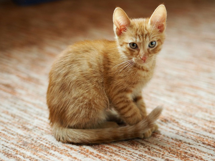 Ginger Kitty