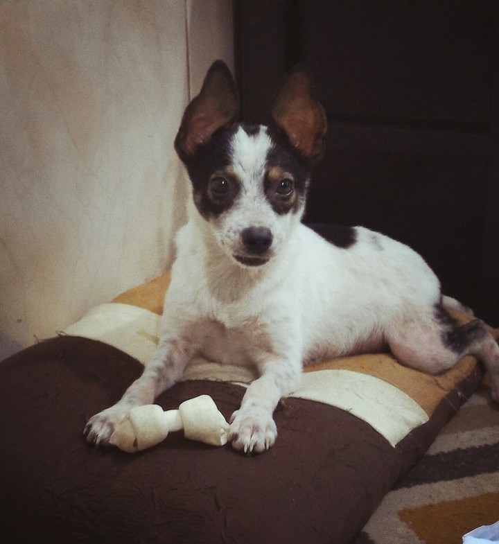 dog Floquinha