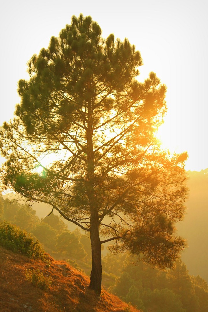 Beautiful pine tree
