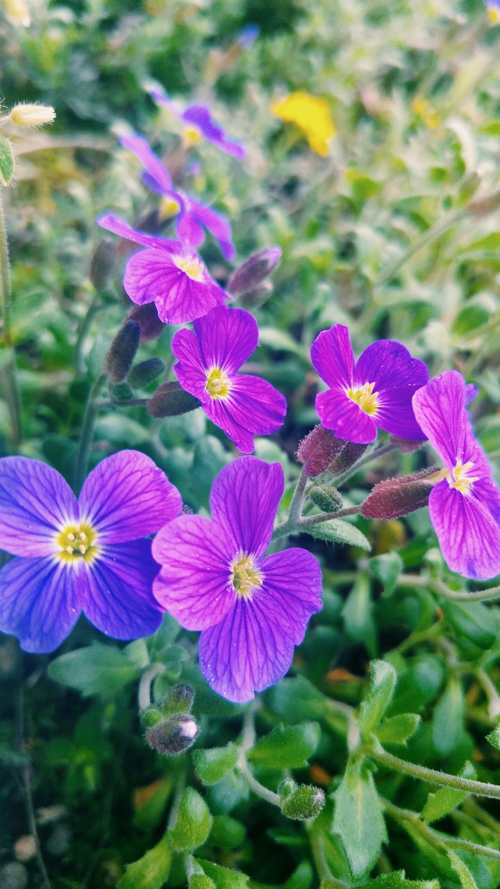 fiori