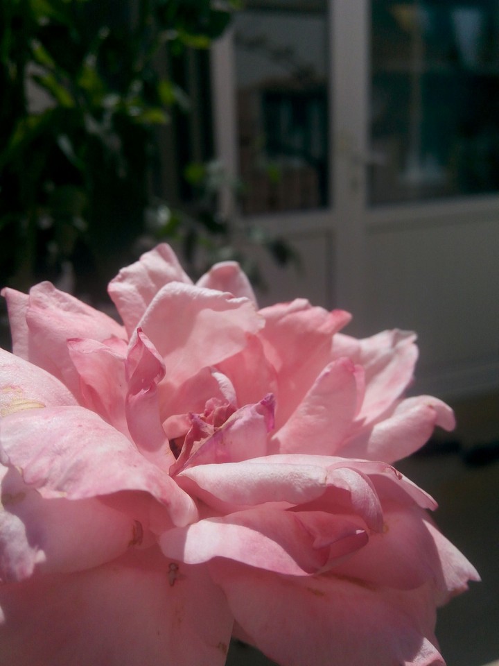 Pink Rose
