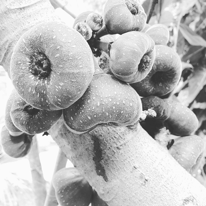 figs