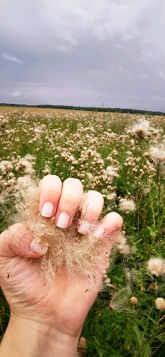 The field❤
