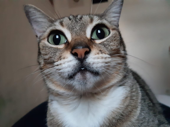 cat#tereza