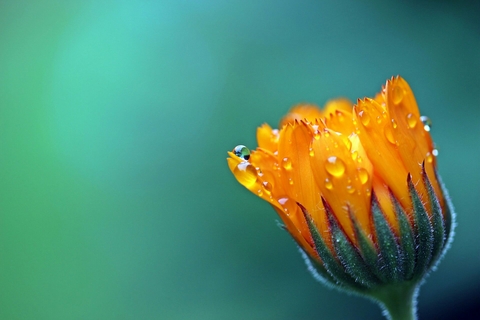 Orange flower