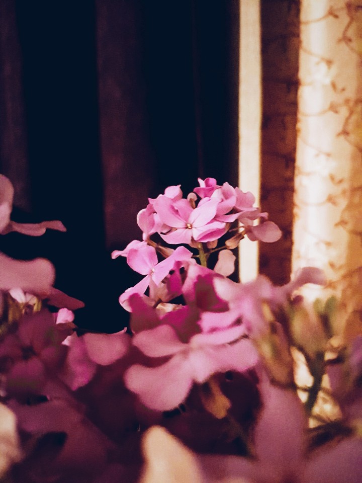 Phlox