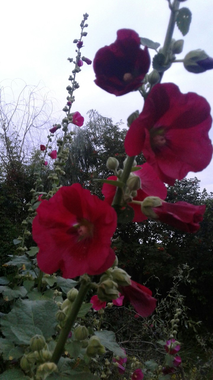 Flower