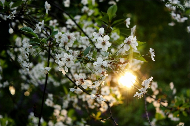 Tender summer