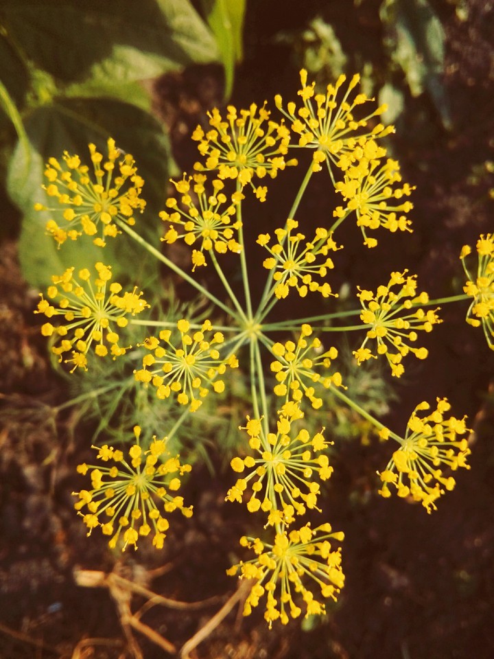 flower
