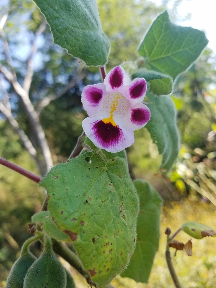 Flor de Uña de Gato...