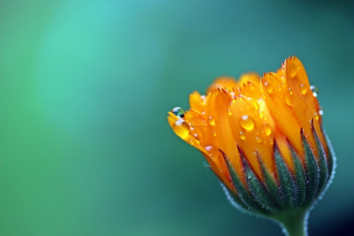 Orange flower