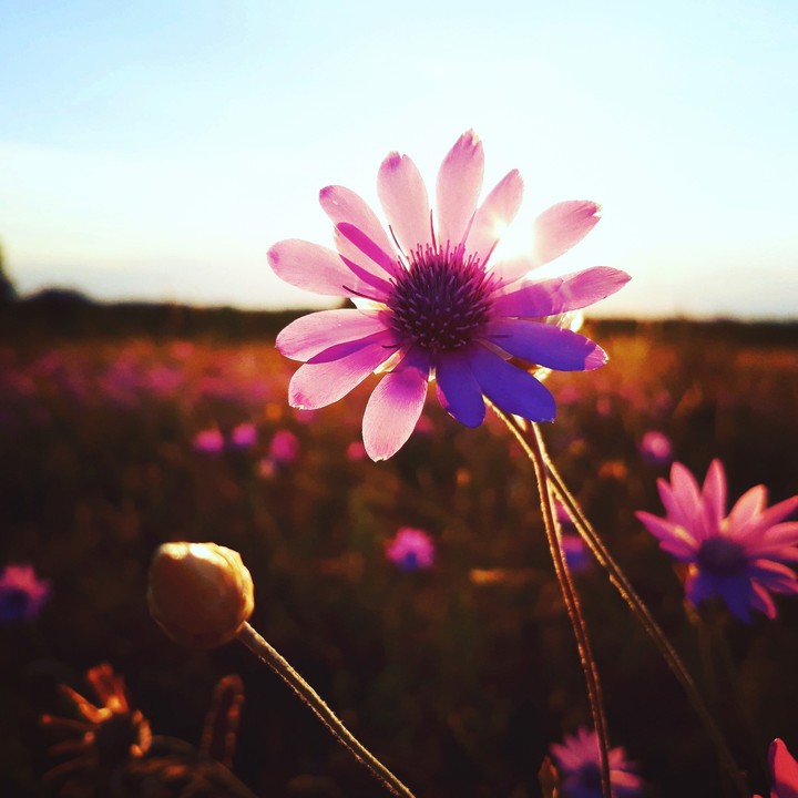 wild flower