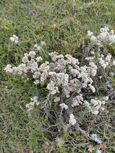 обои flower, forb