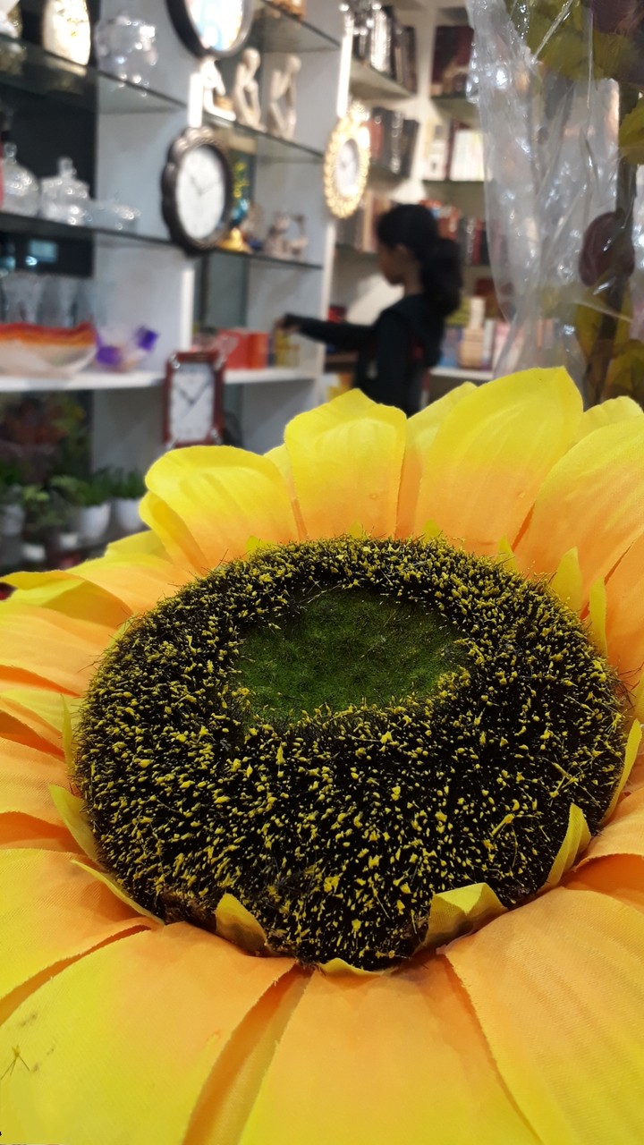 Sun flower