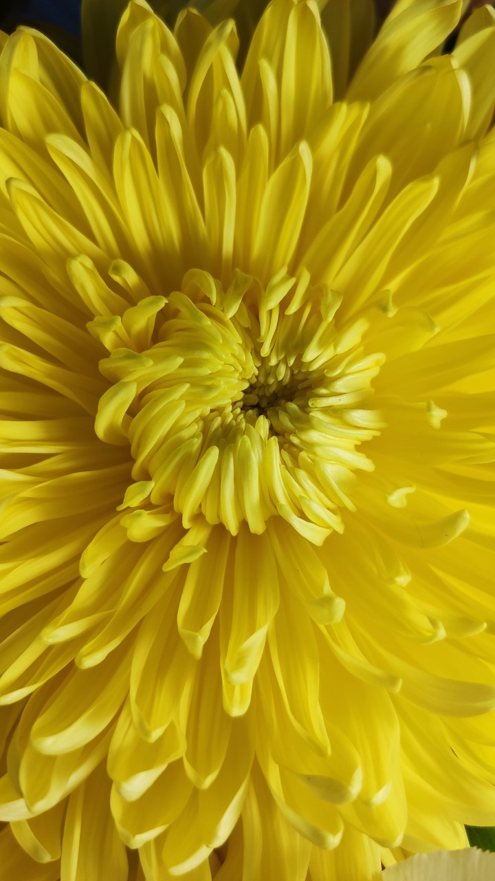 yellow chrysanthemum