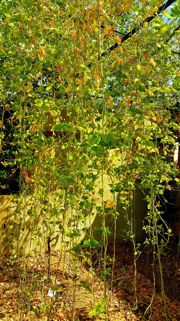 bean plants