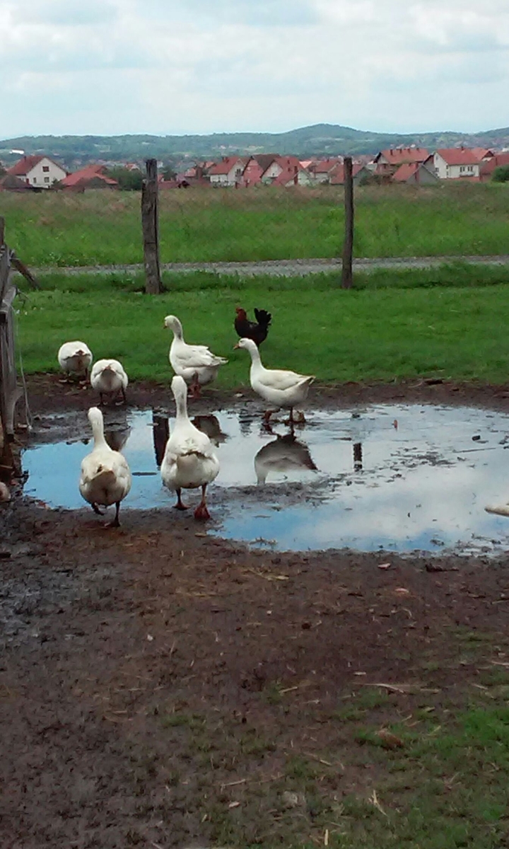 Geese