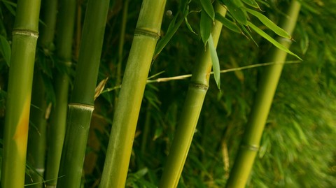 Bamboo
