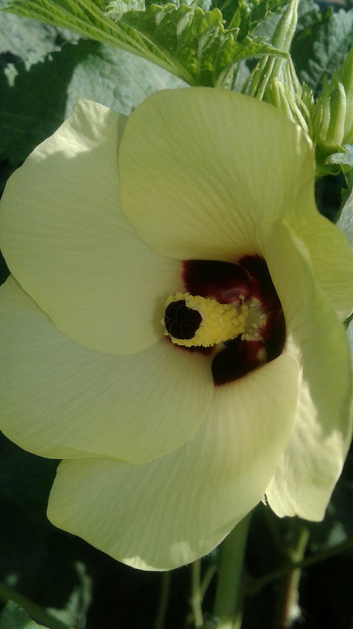 flower of okra