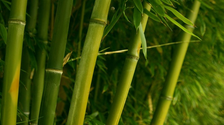 Bamboo