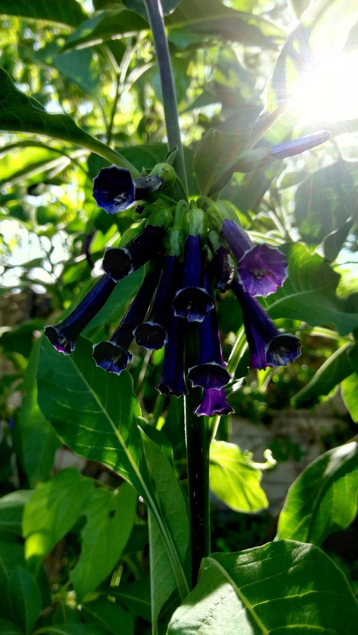 seeking beauty