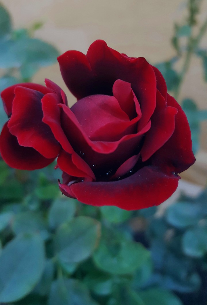 Rose with drops of water