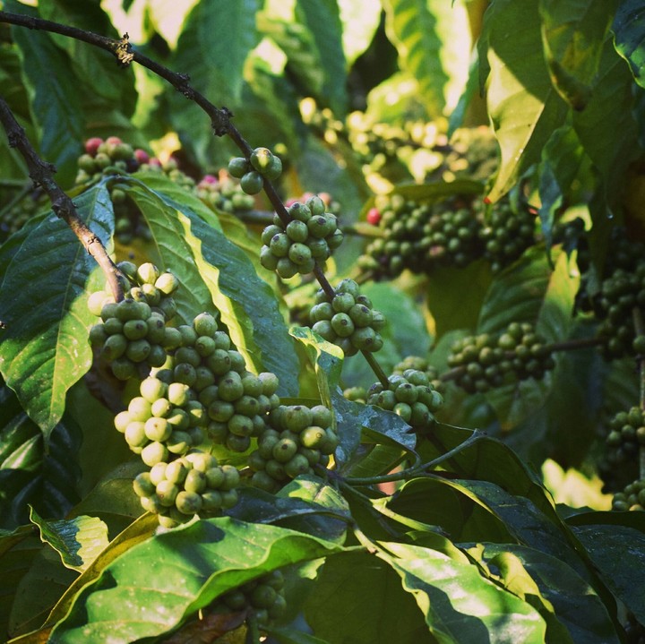 Coffee​ Cherries