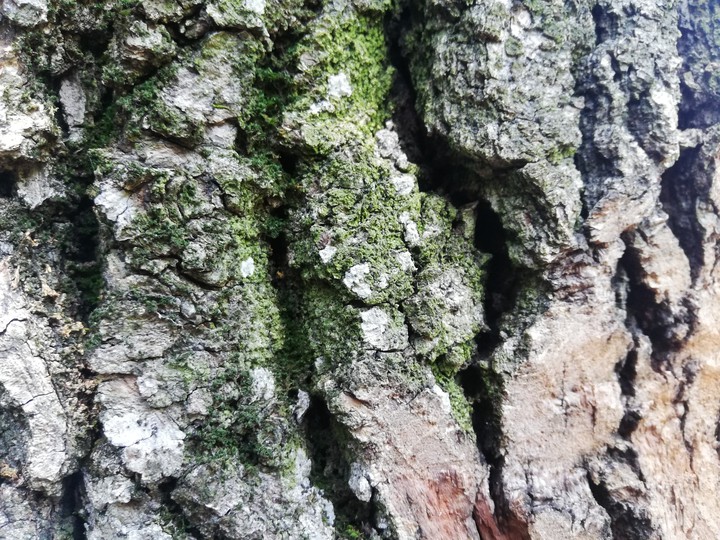 tree secret