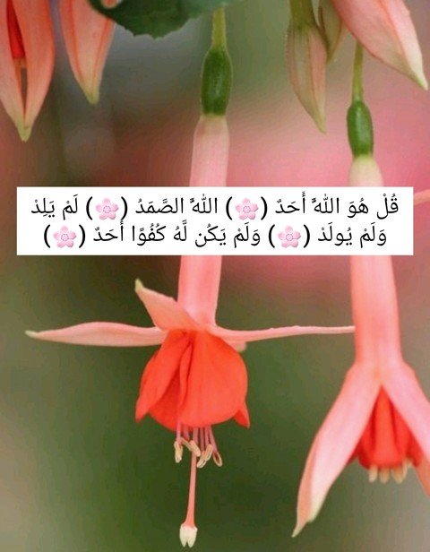 ازهار