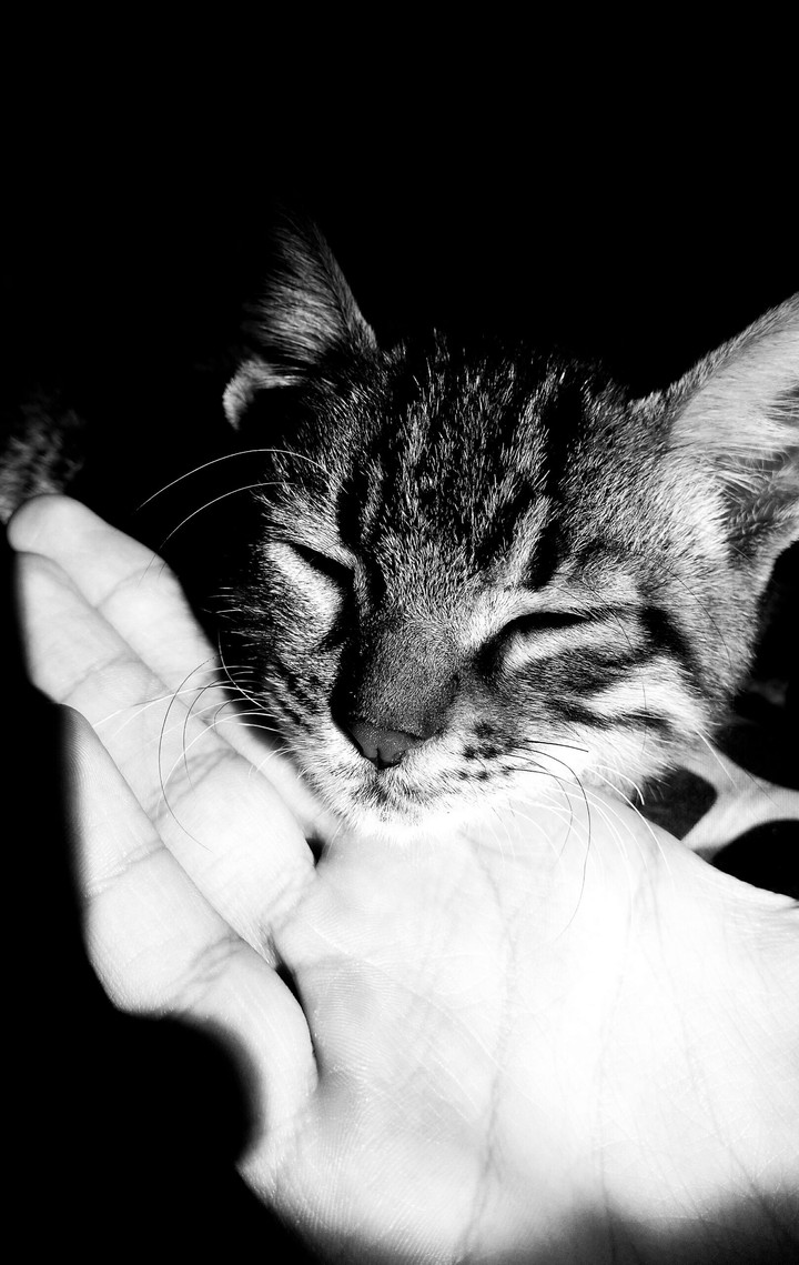 cute  kitty