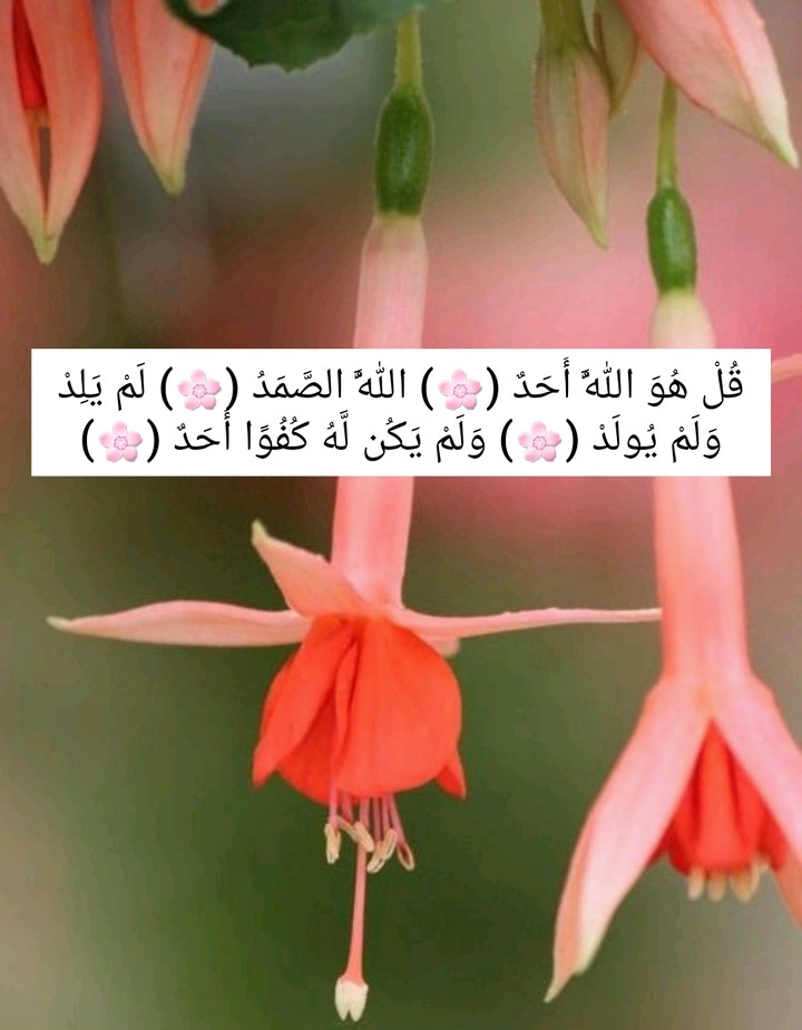 ازهار