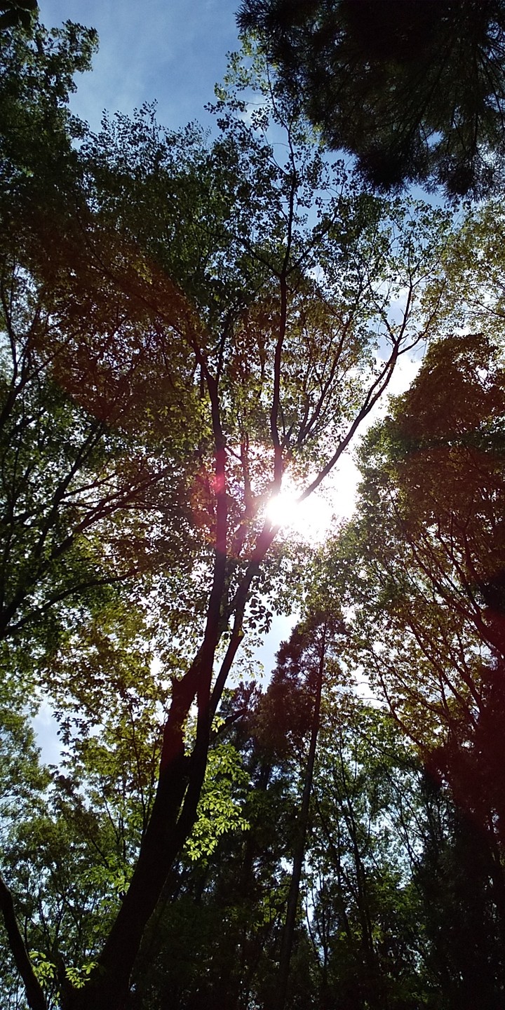 太陽