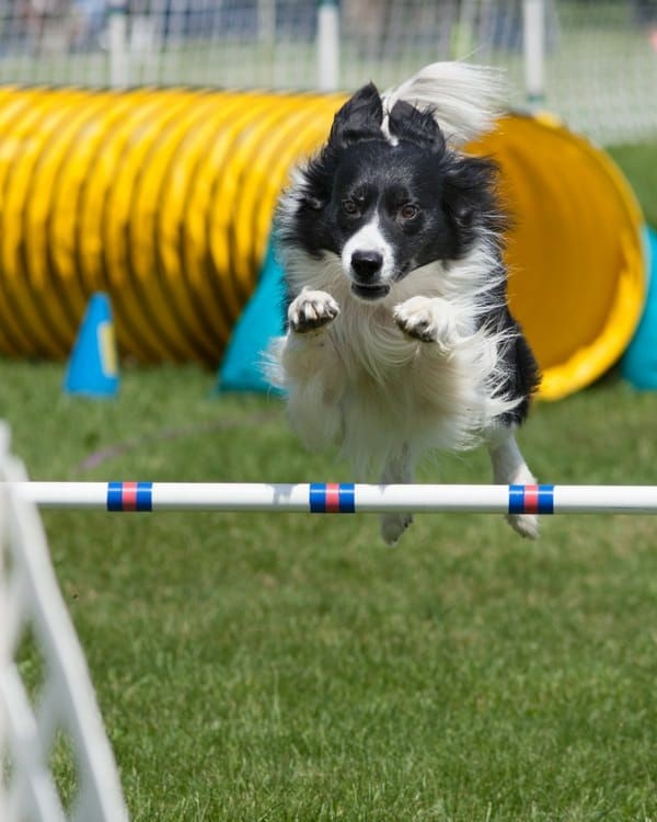 The Border Collie Because There Is No Better Dog