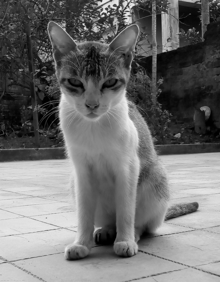 The cat..