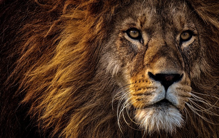 king lion