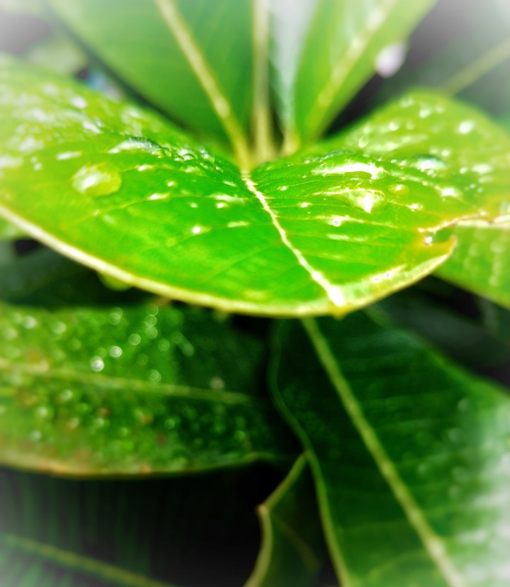 greeny