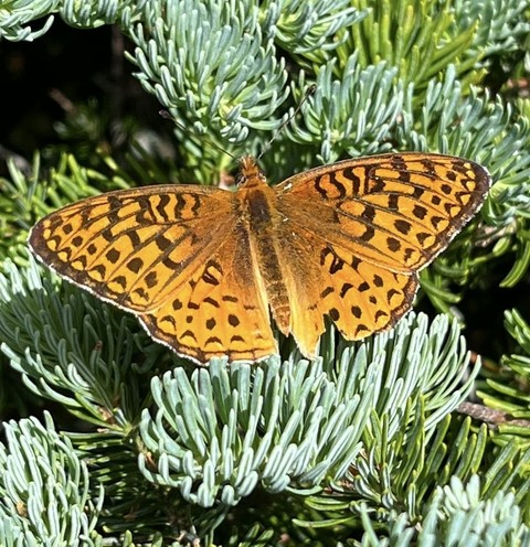 sfondi melitaea, boloria