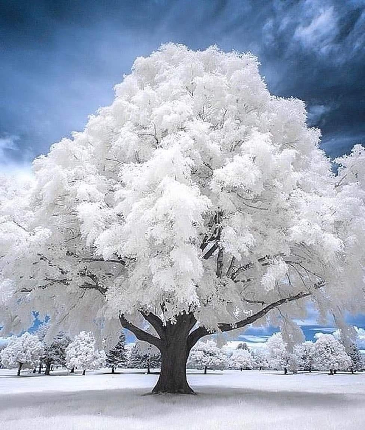 snow