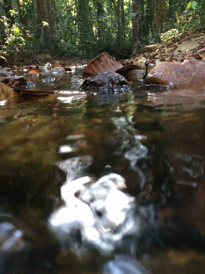 nature falls