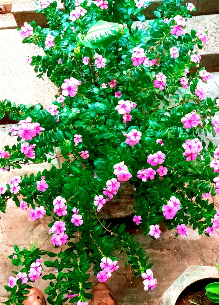 Flowers
