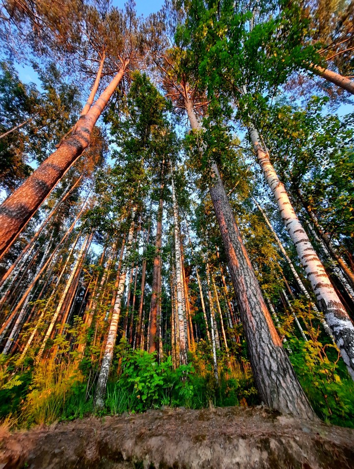 forest