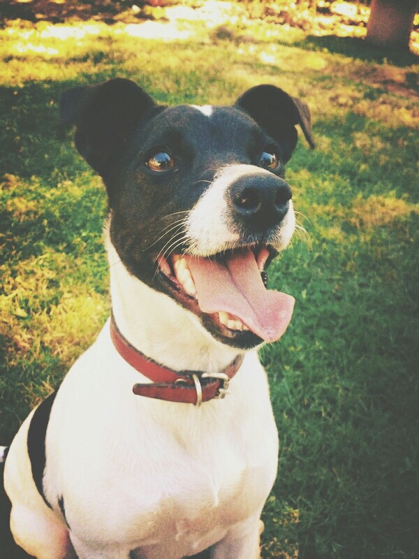 HappyDog