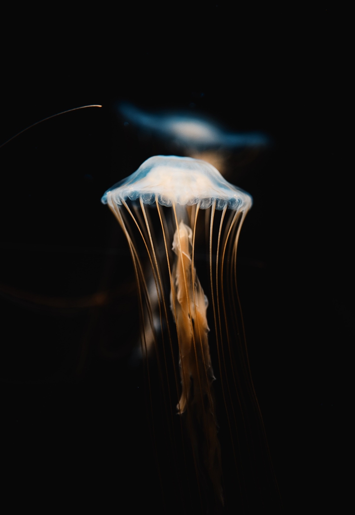 JELLY FISH