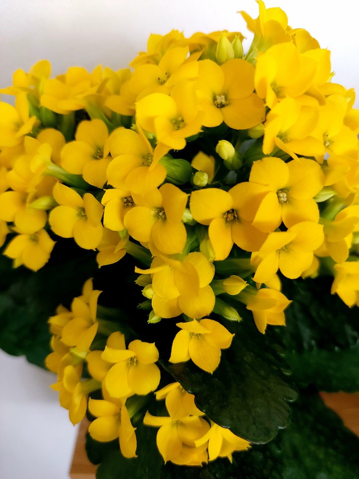 yellow