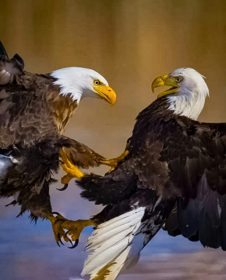A Majestic Battle