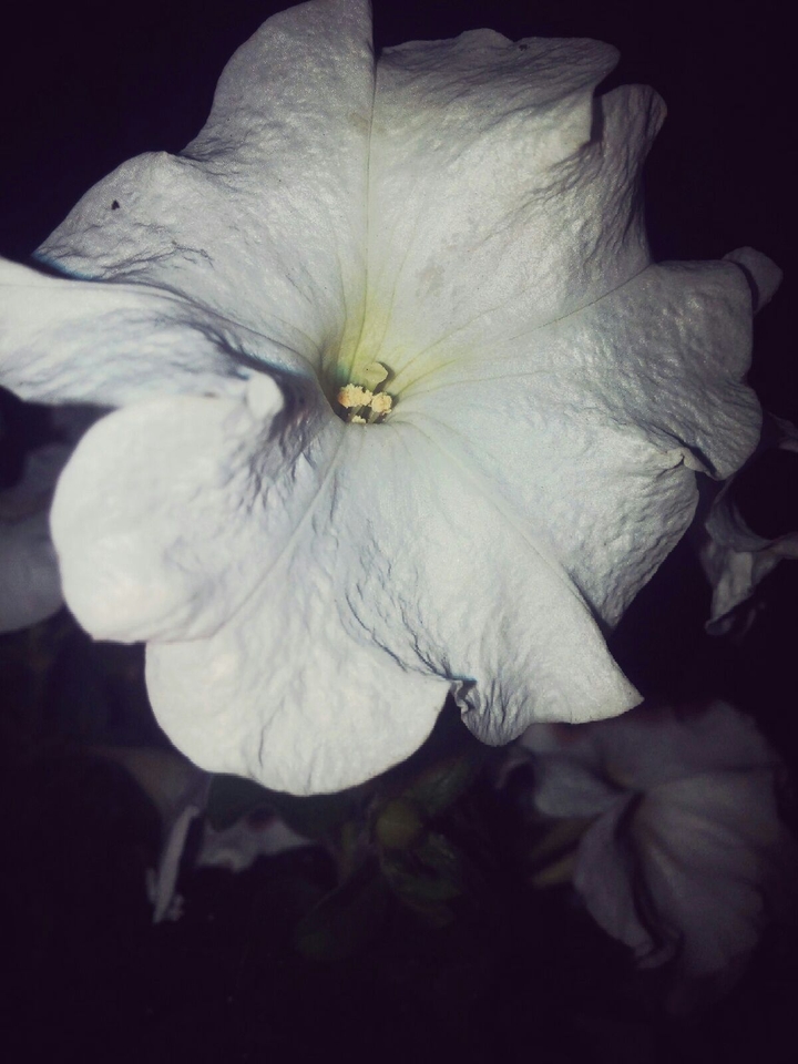 white flowers.