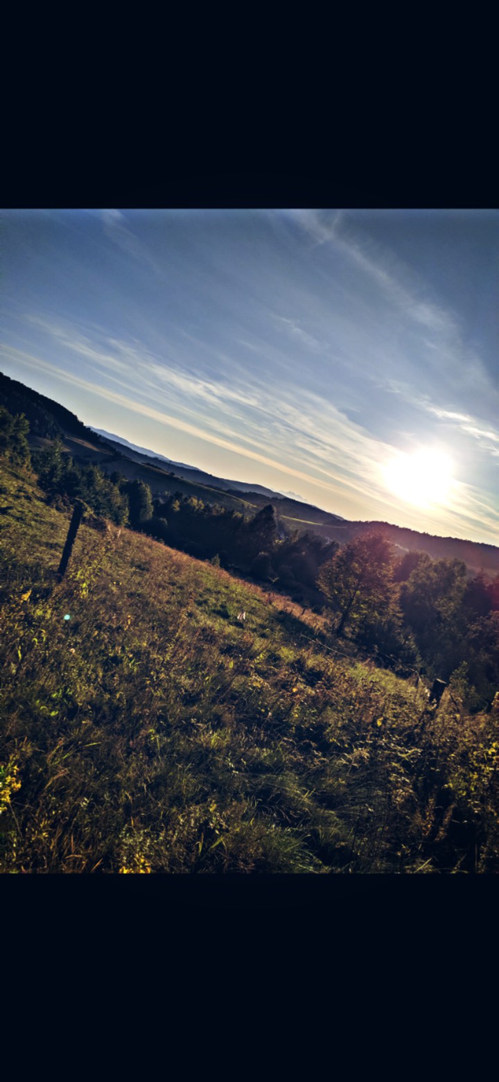 forest
