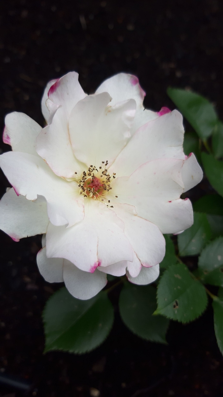 fleur