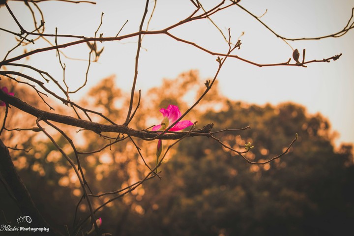 Lonely flower